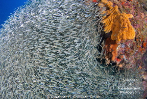 Silversides! Photo 1 of 2

Silversides huddle together ... by Susannah H. Snowden-Smith 